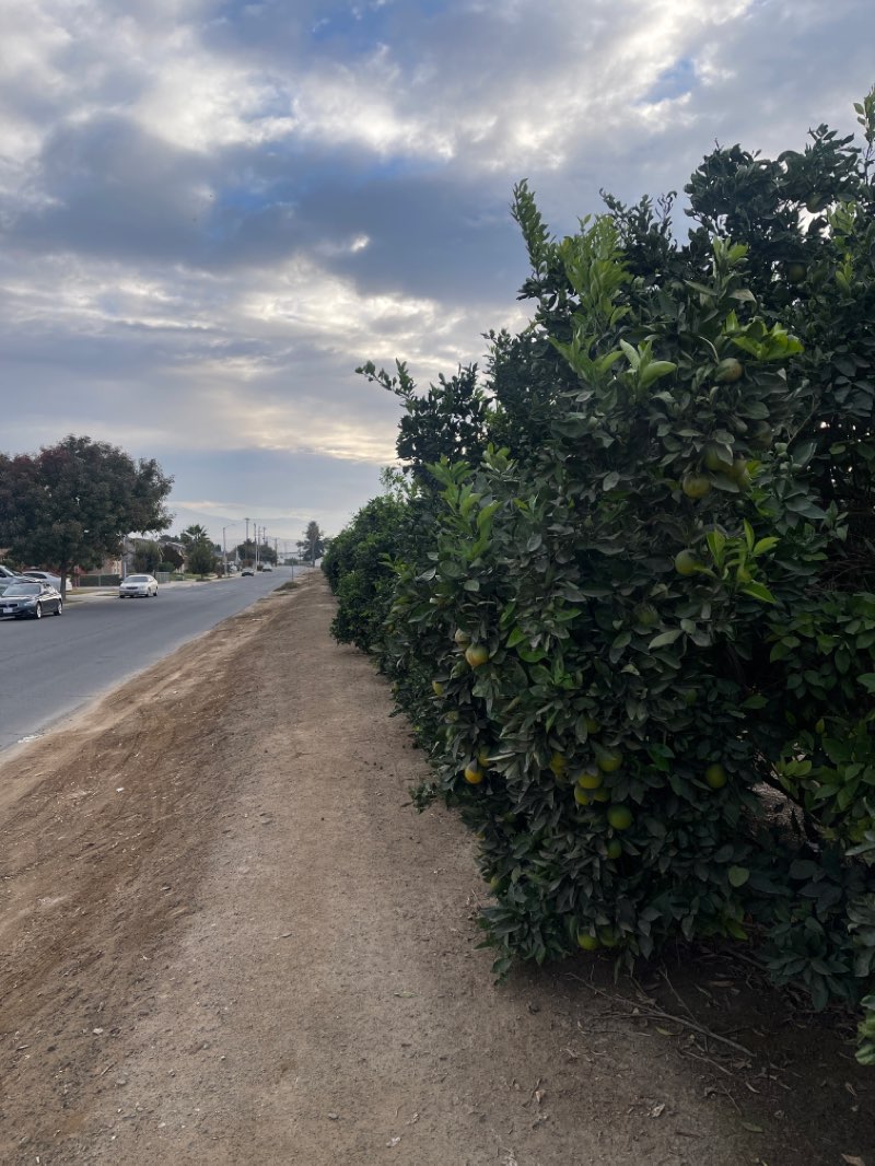 walking near me in Olive Bowl Park in winter