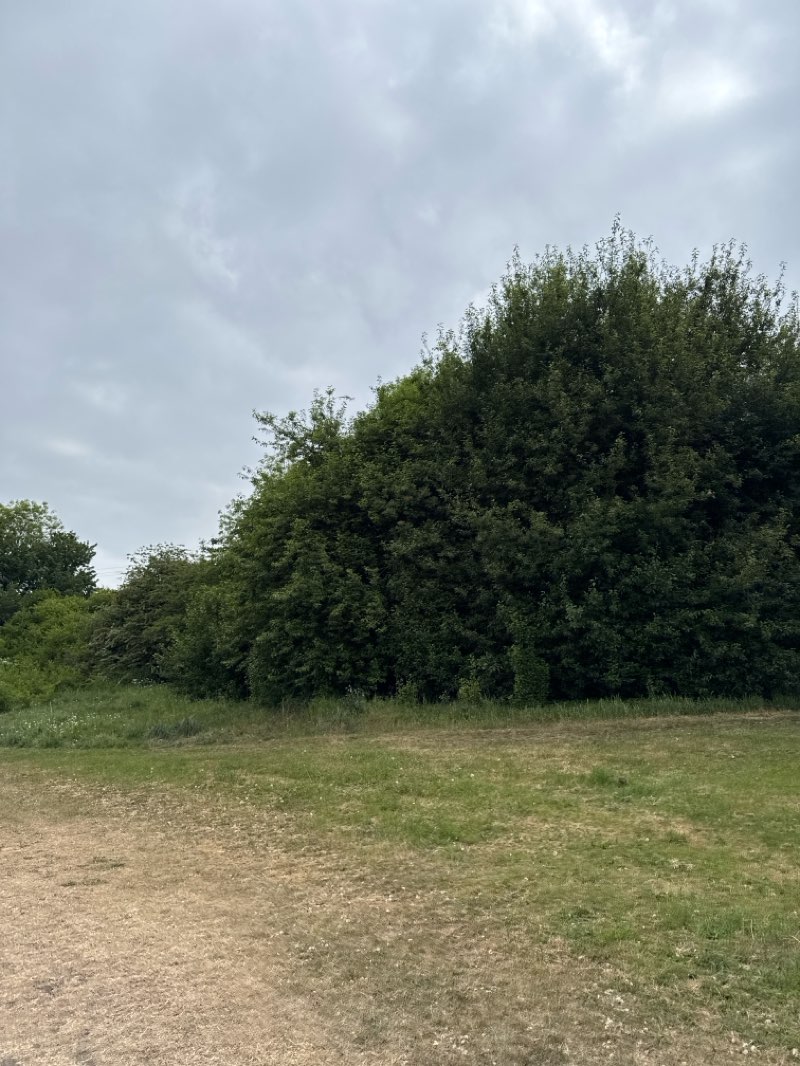 walking near me in Carlton park in spring