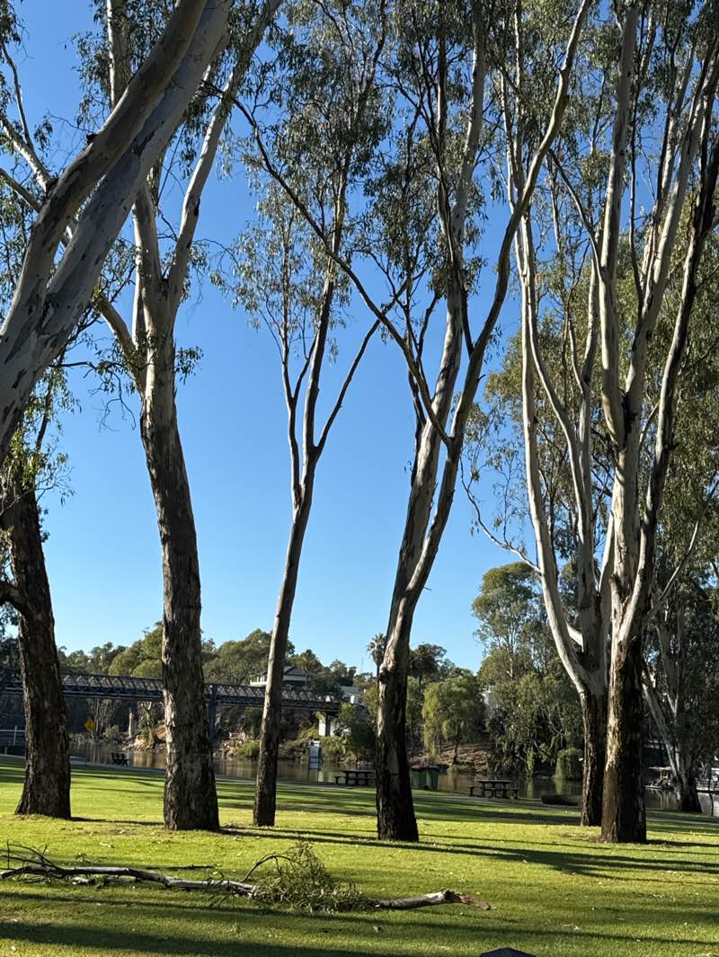 walking near me in Rowers Park in autumn