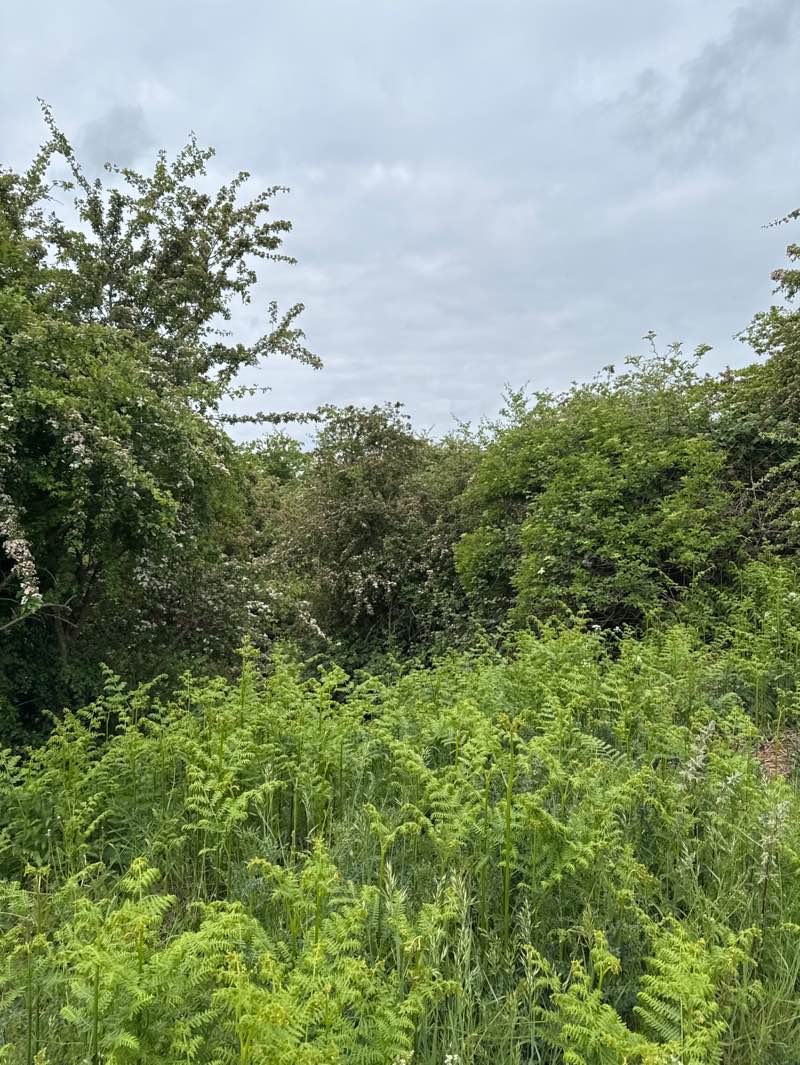 walking near me in Manor Park in spring