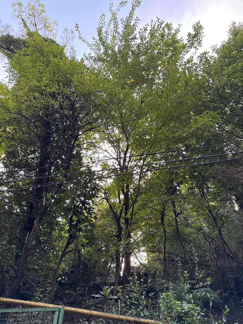 walking near me in B. Gabashvili kulture and rest park in autumn