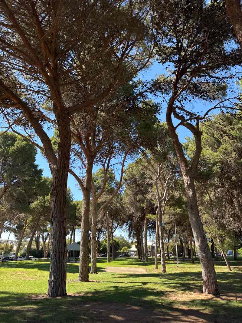 walking near me in Pine Park in summer