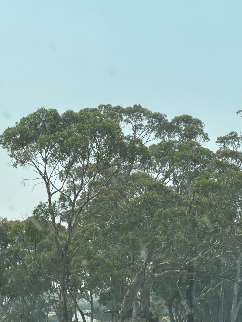 walking near me in Wildlife Park Bordertown in summer