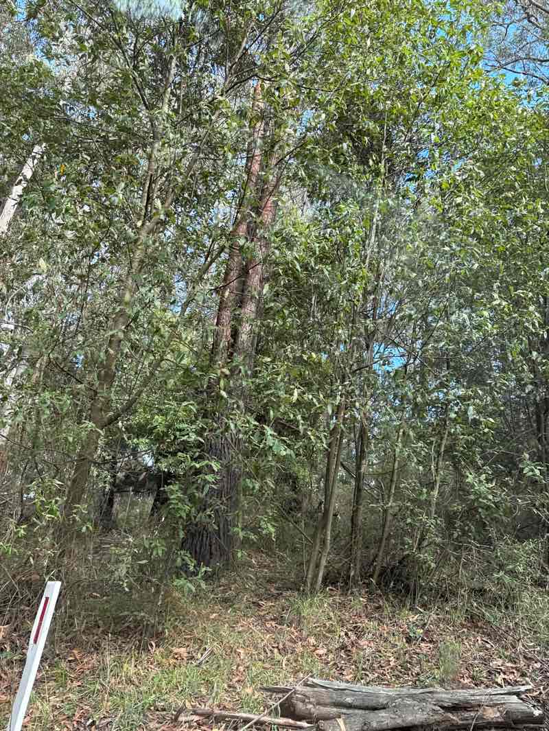 walking near me in Jindivick G78 Bushland Reserve in autumn