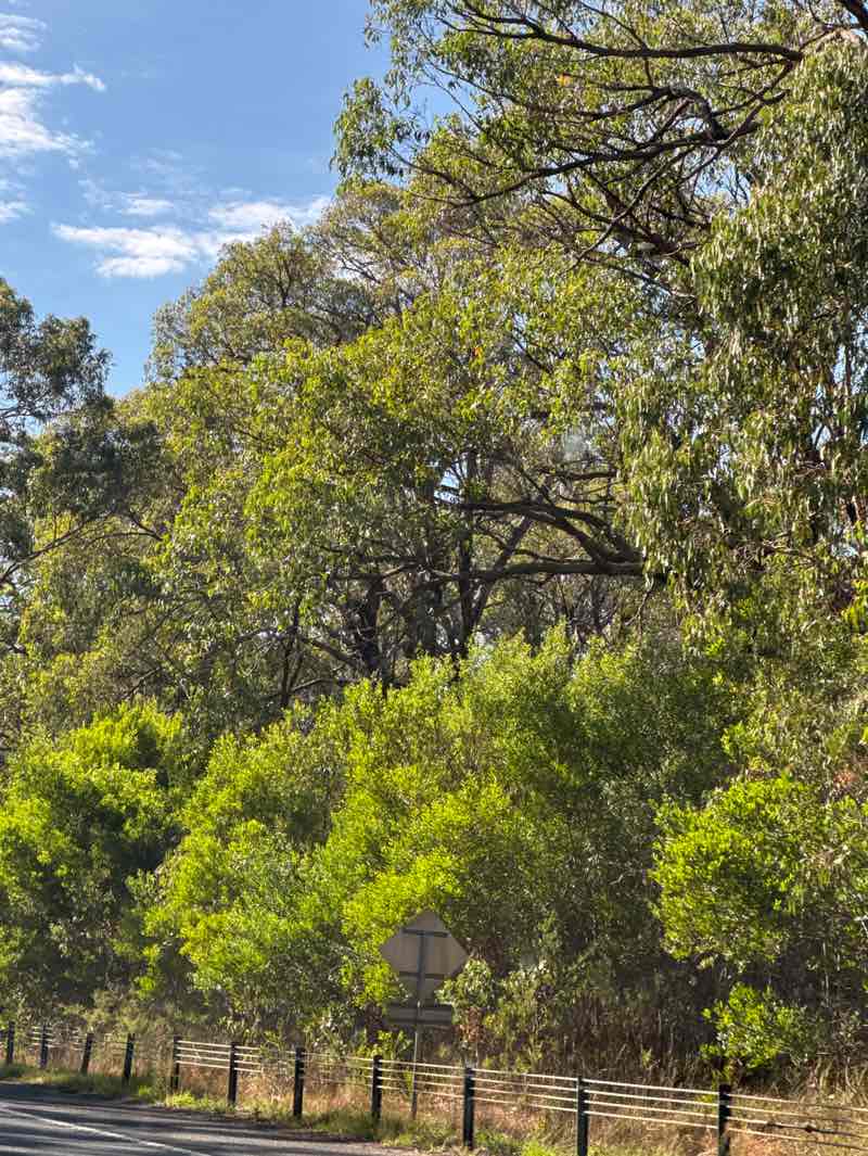 walking near me in Lang Lang Education Area in summer