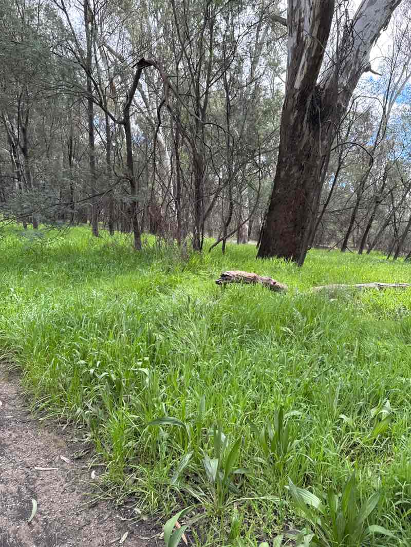 walking near me in Shepparton Memorial Park in spring
