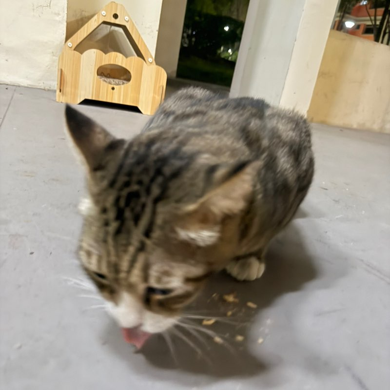 SINGAPORE 🇸🇬 PACERS PacerPal post image