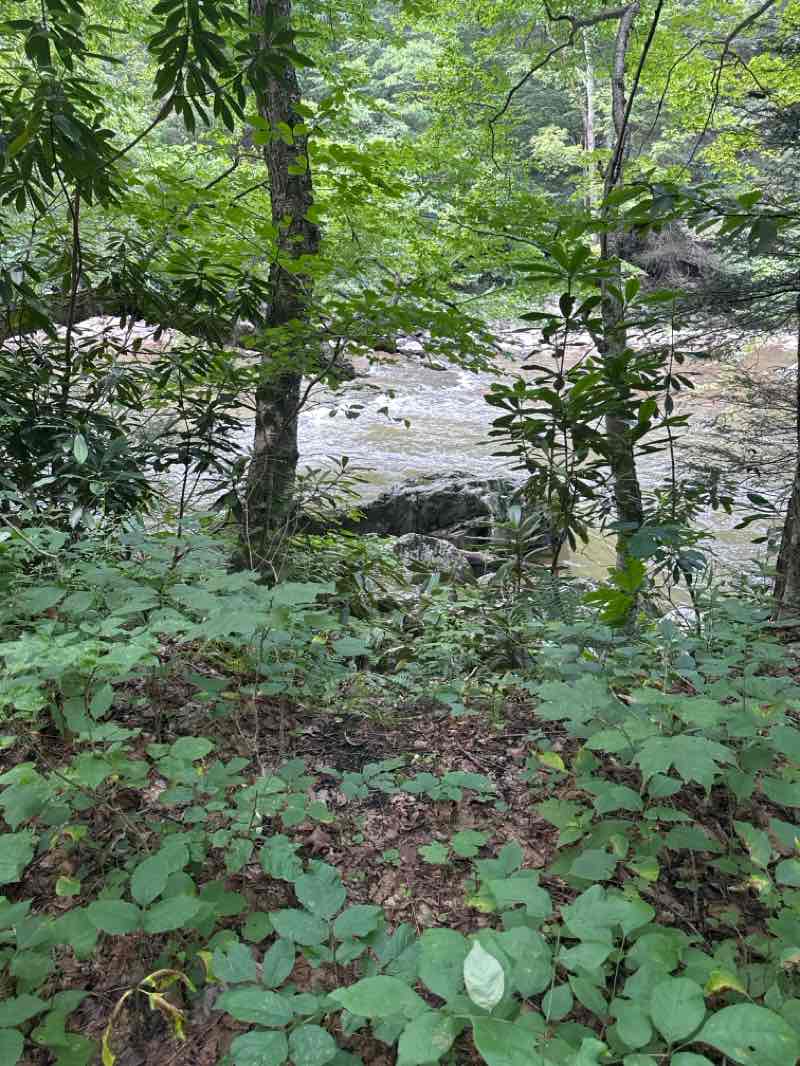 walking near me in Youghiogheny Wild River Natural Environmental Area in summer