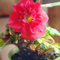 Bonita Pink