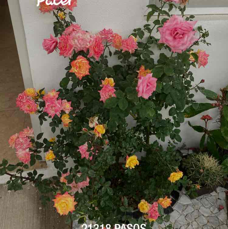 Lili 🤩🌷 post 1