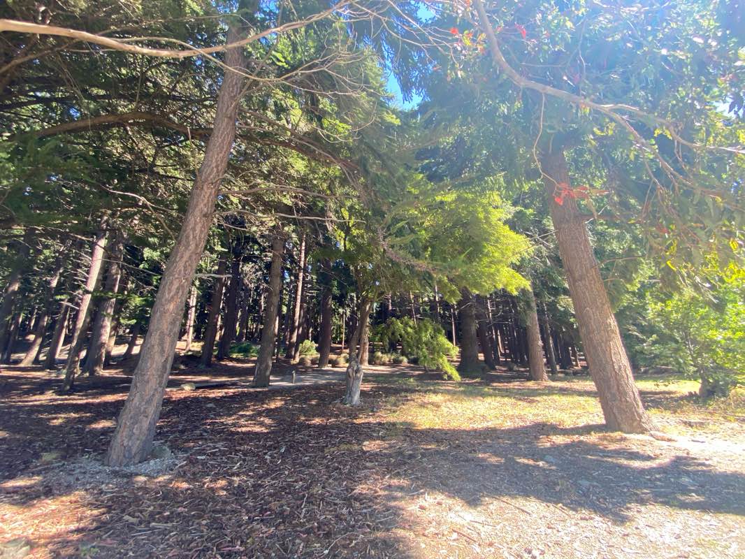 walking near me in Saint Omer Park in summer