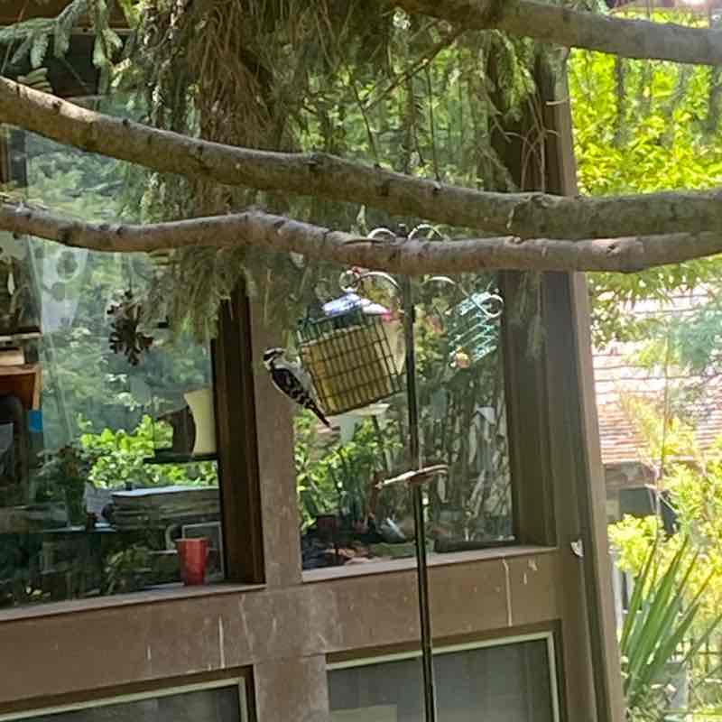 🦜BIRDWATCHERS🦜 Judy👣 post image