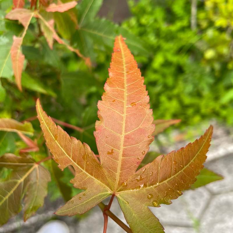 雲淡風輕的雲 post 1