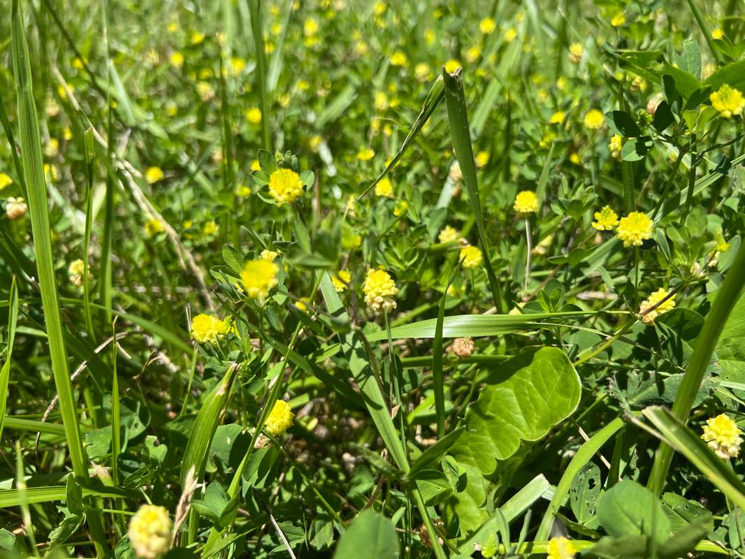 walking near me in Danada Forest Preserve in winter
