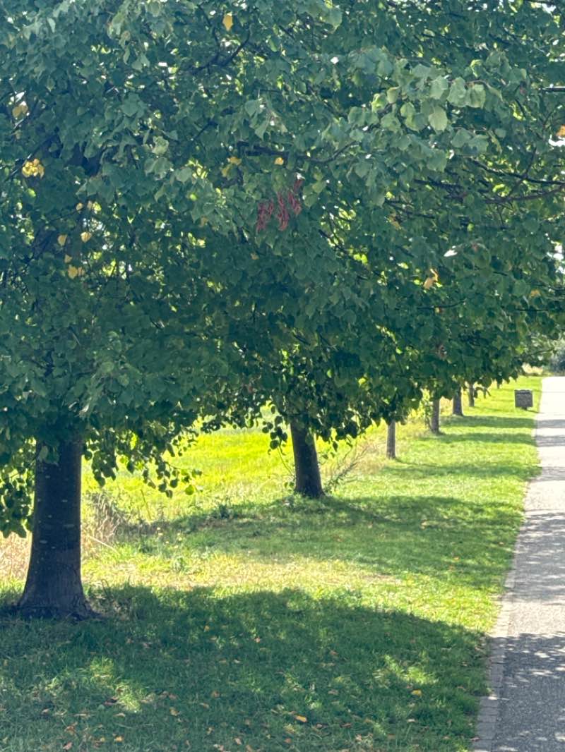 walking near me in Northala Fields in autumn