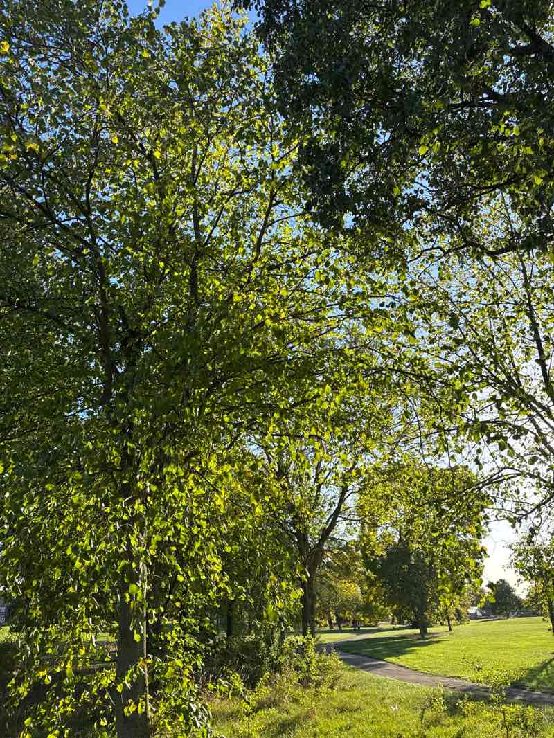 walking near me in Lime Tree Park in autumn
