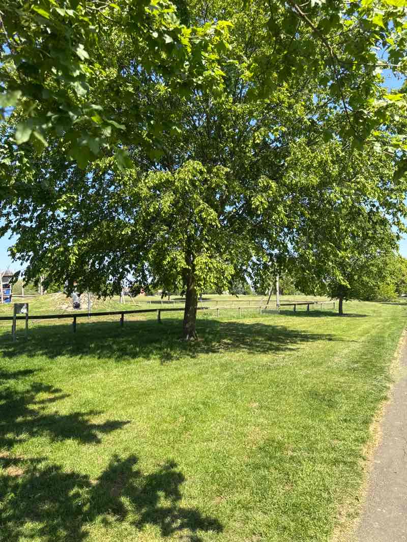 walking near me in Lime Tree Park in spring
