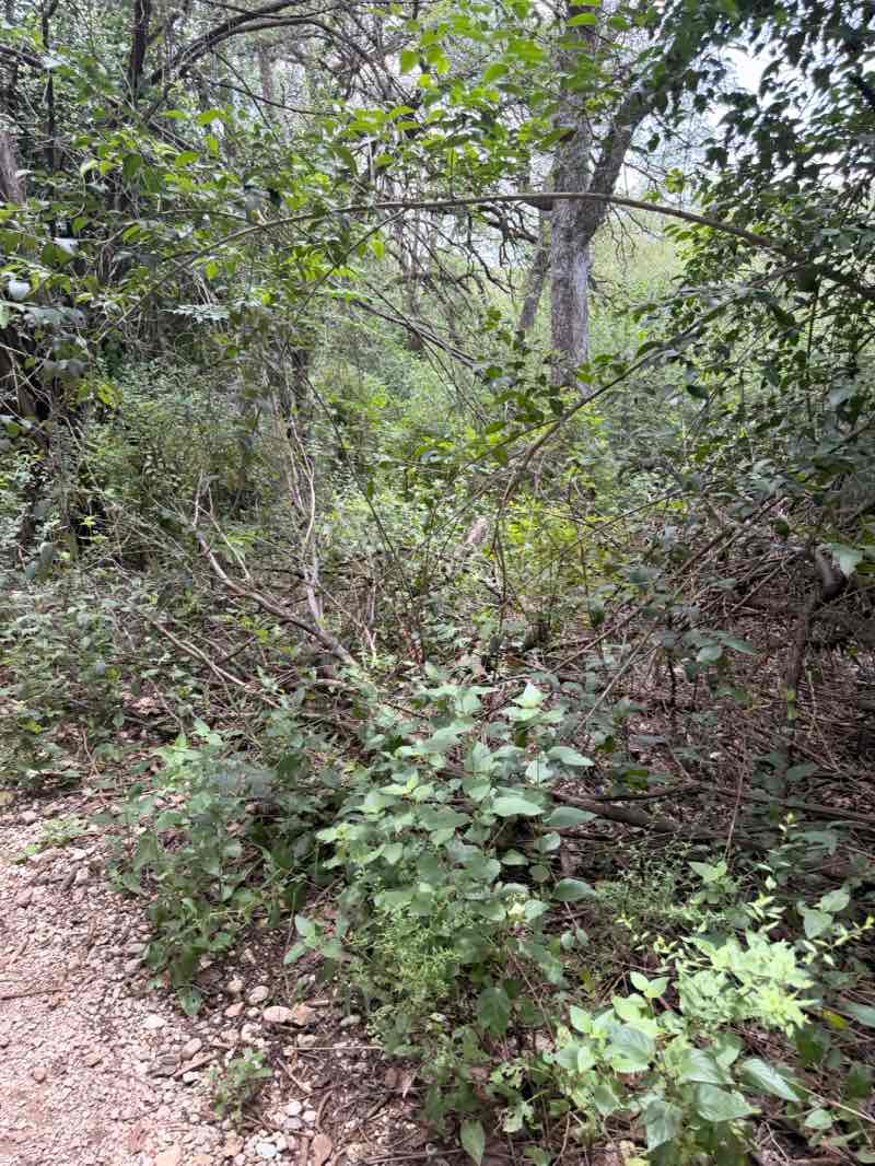 walking near me in Zilker Metropolitan Park in summer