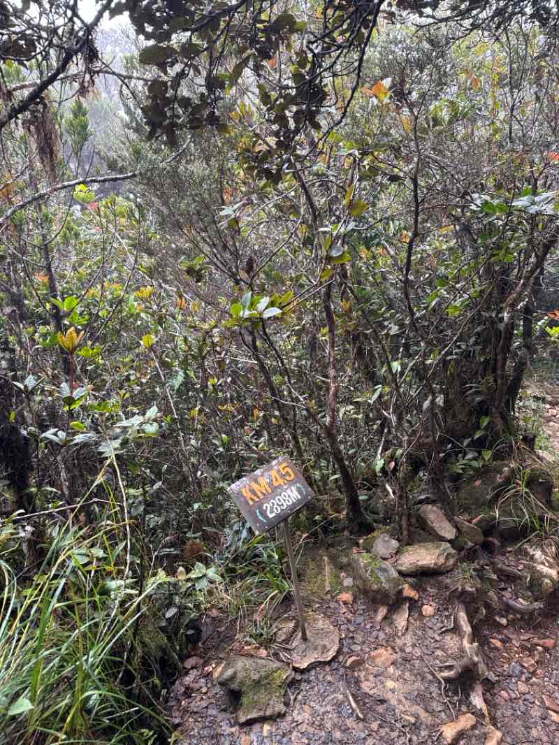 walking near me in Kinabalu Park in spring