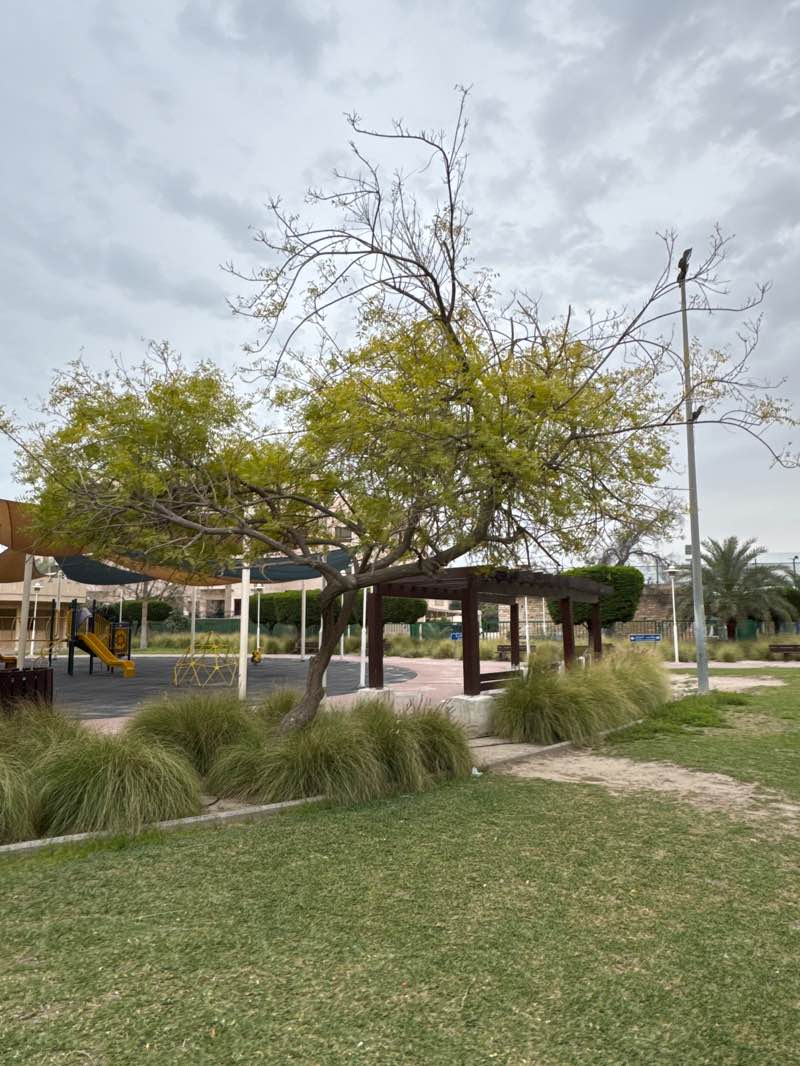 walking near me in Al Mahboula Public Park in spring