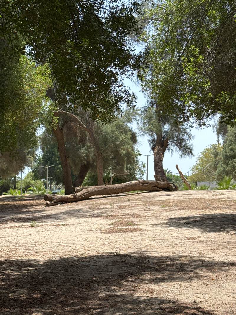 walking near me in Fintas Park in spring