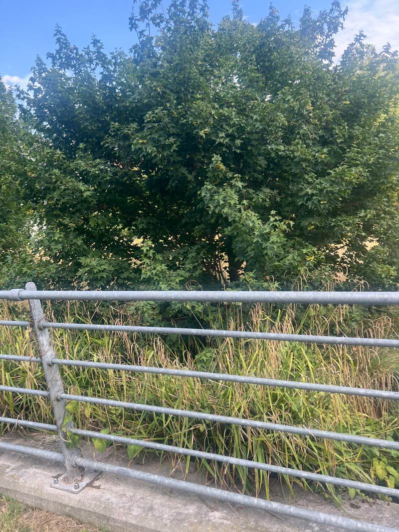 walking near me in Grahame Park Open Space in autumn