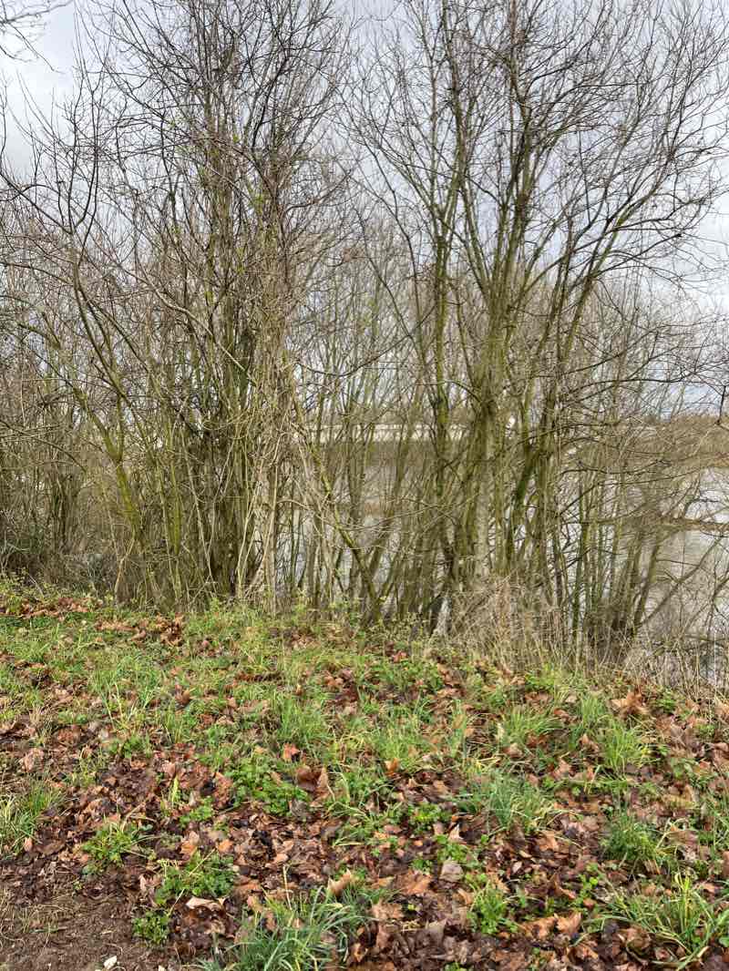 walking near me in Parc Saint-Laurent in winter