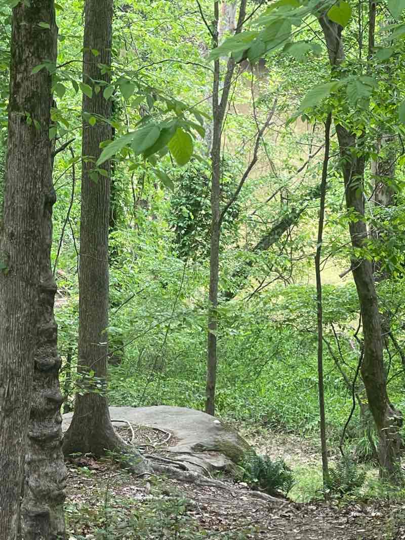walking near me in Joyner Park in winter
