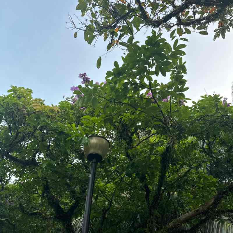 zamree_mustapha post 1