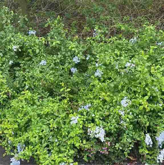 zamree_mustapha post 1