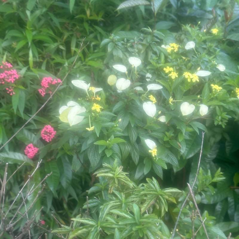 zamree_mustapha post 1