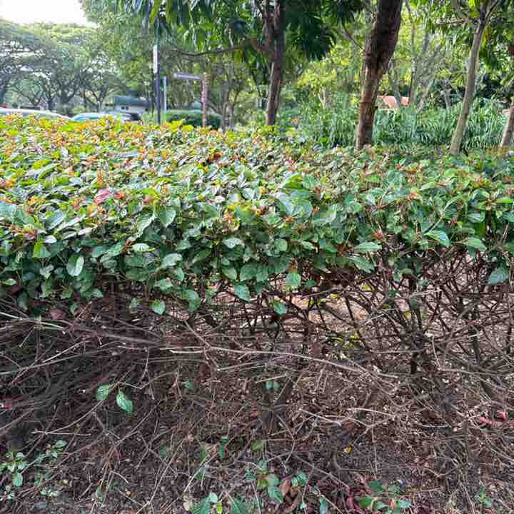 zamree_mustapha post 1