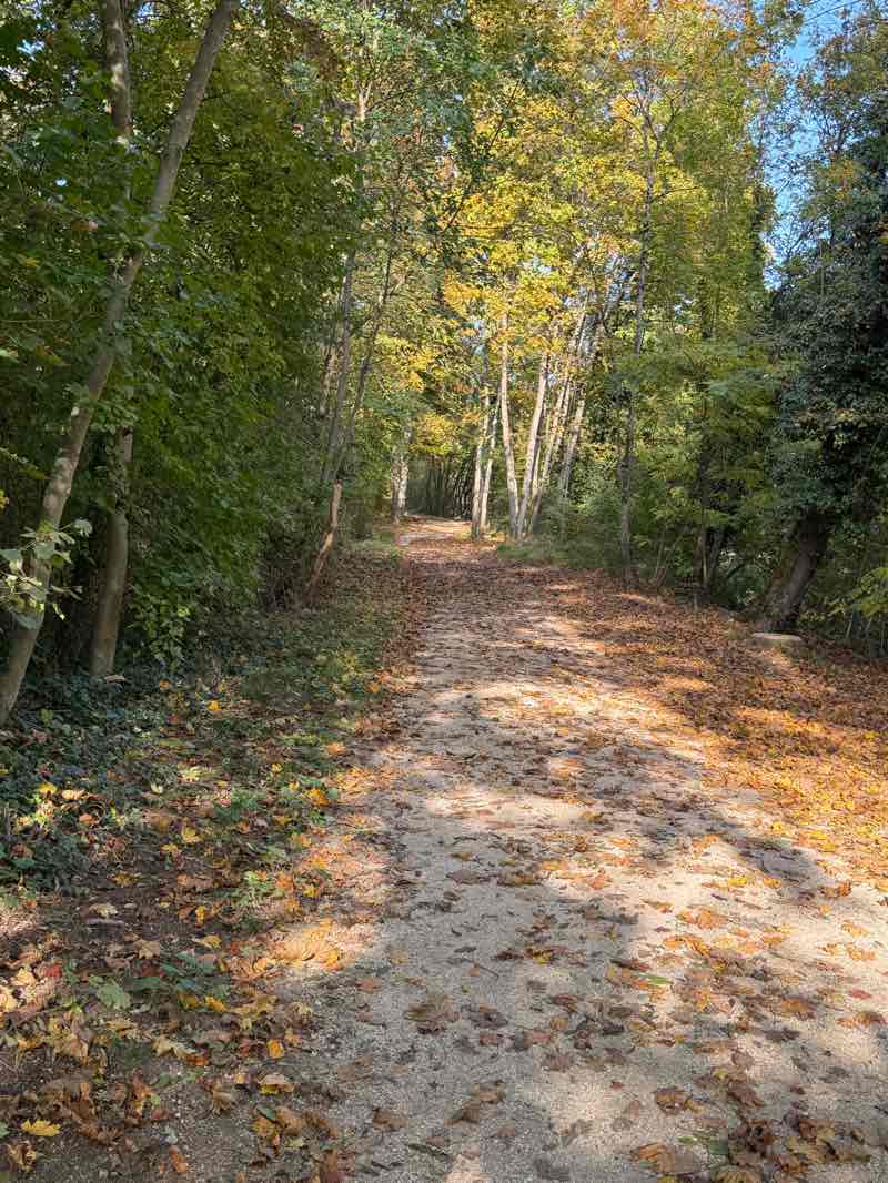 walking near me in Gymi Park in autumn