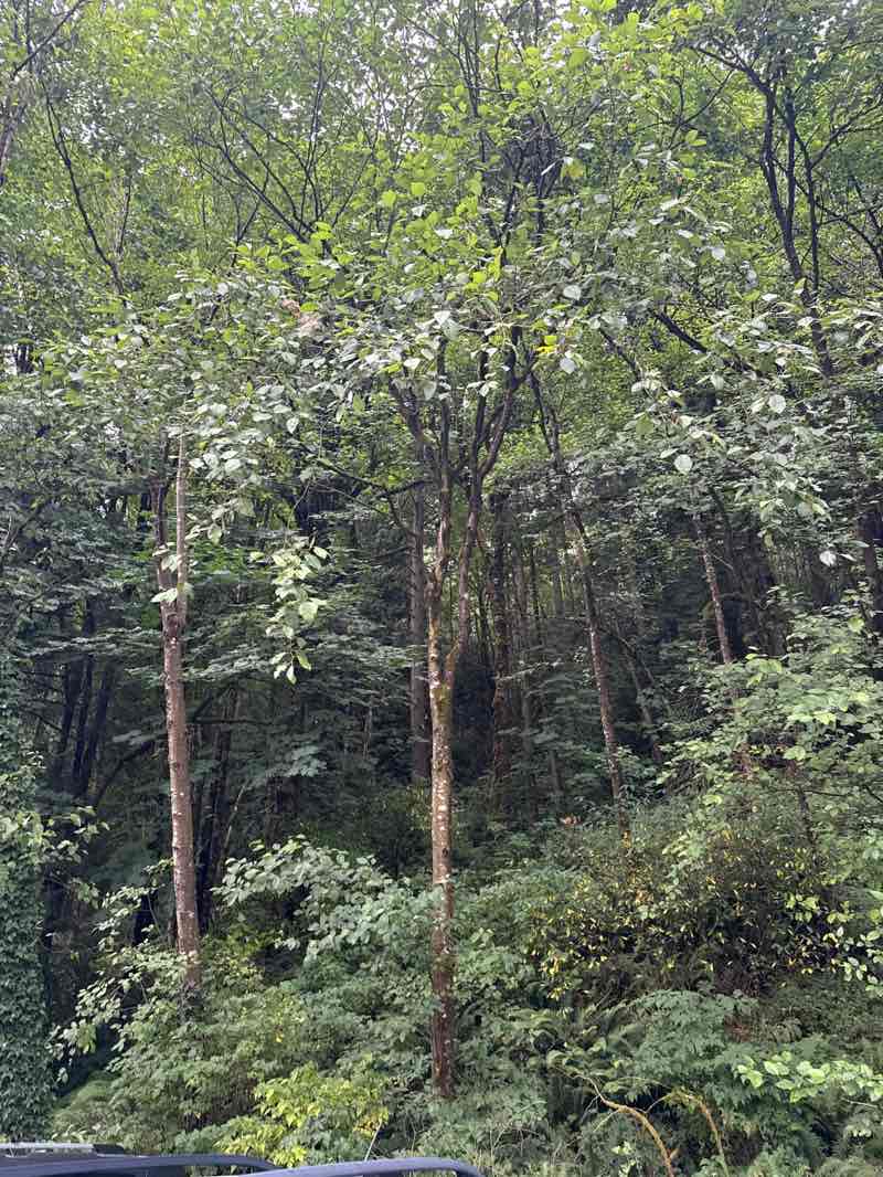 walking near me in West Tiger Mountain Natural Resource Conservation Area in autumn