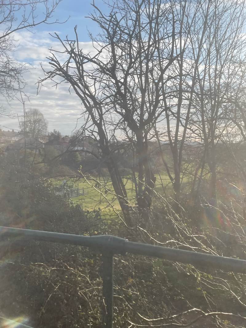 walking near me in Daisy Dip Park in spring