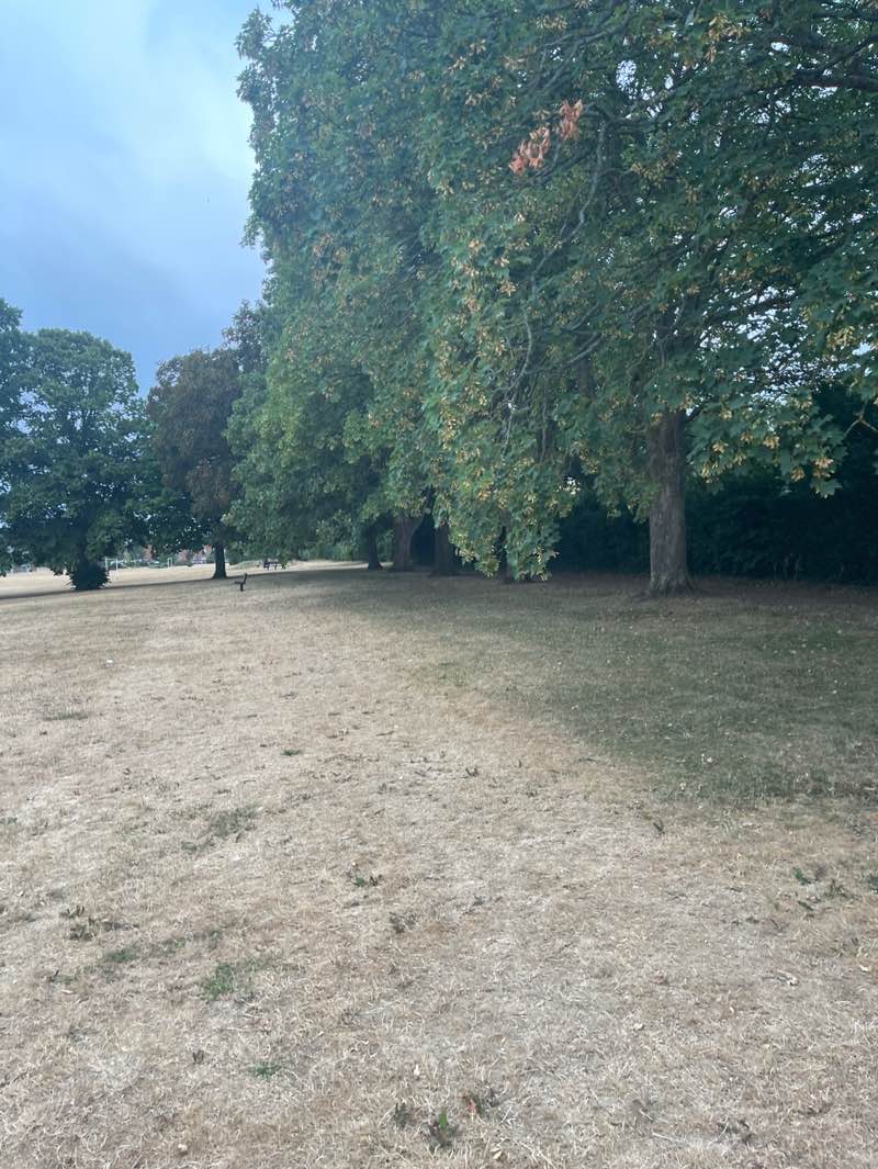 walking near me in Oaken Grove Park in summer