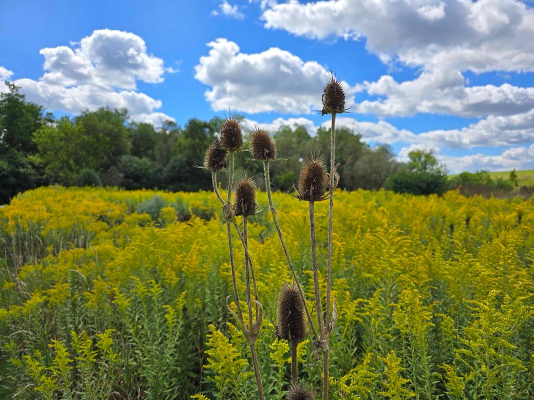 walking near me in Busse Forest Nature Preserve in winter