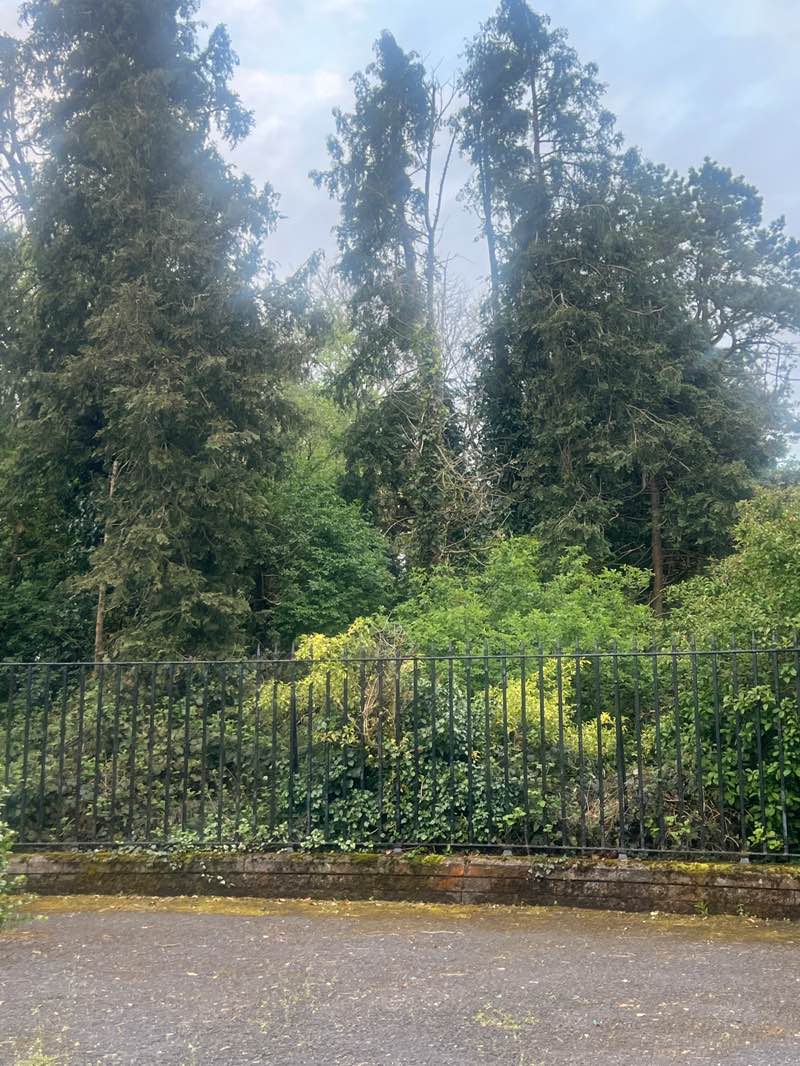 walking near me in Cherry Avenue Park in spring