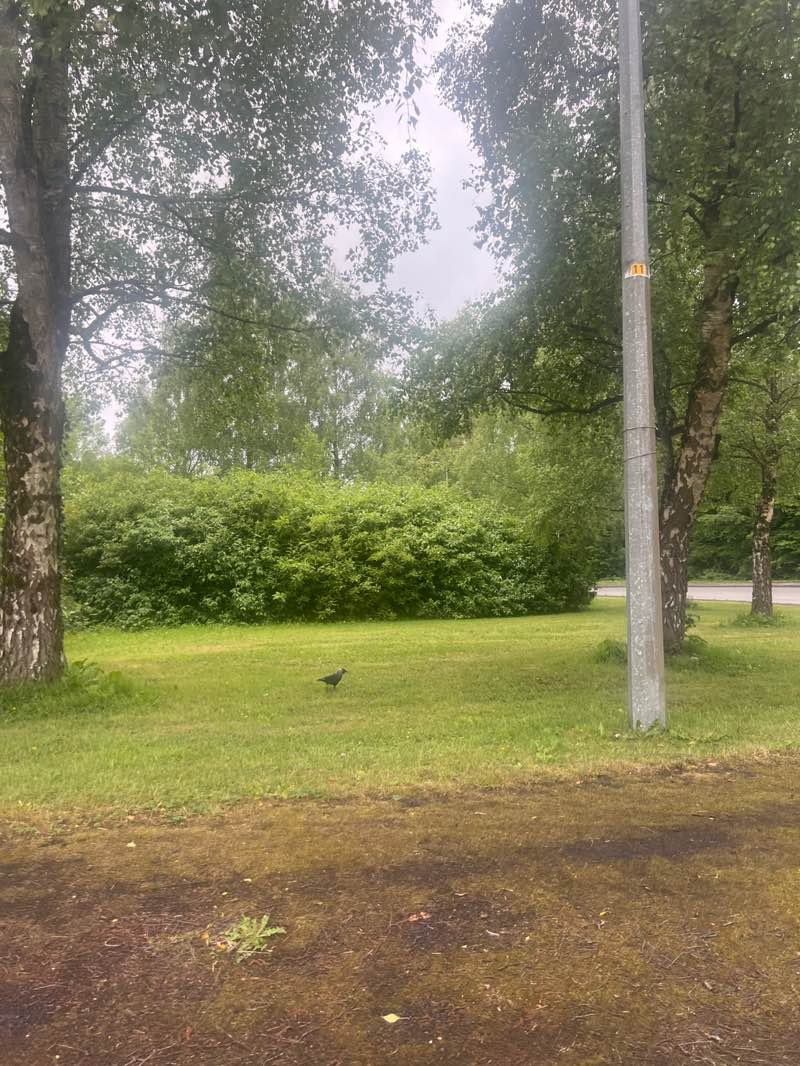 walking near me in Moone Park in spring