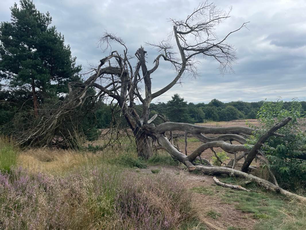 walking near me in Ludwig-Kessing-Park in winter