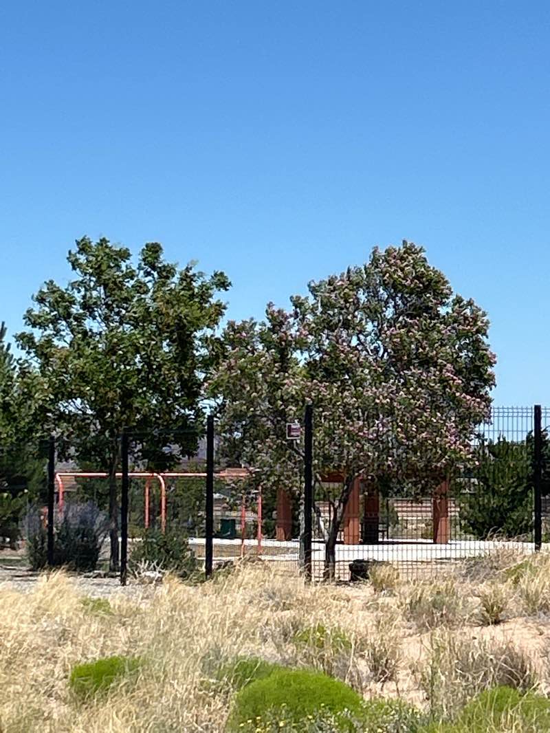 walking near me in Roadrunner Park in summer