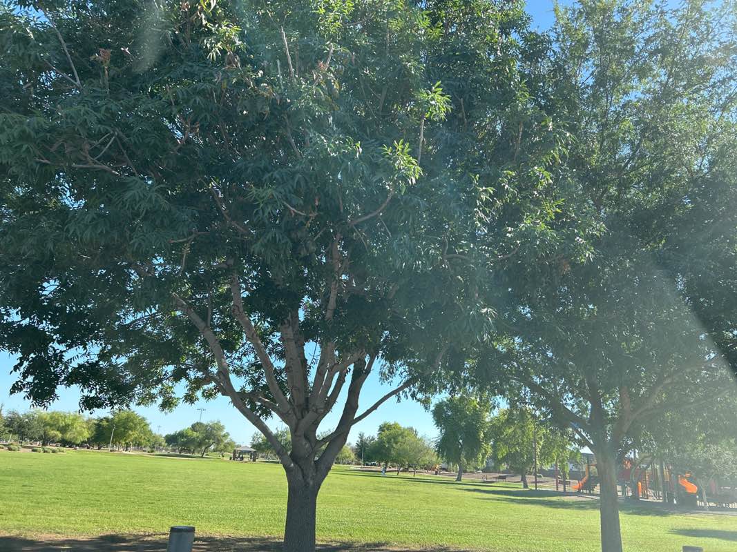 walking near me in Desert Breeze Park in summer