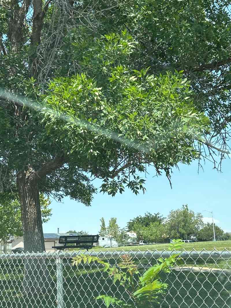 walking near me in Cielo Vista Park in summer
