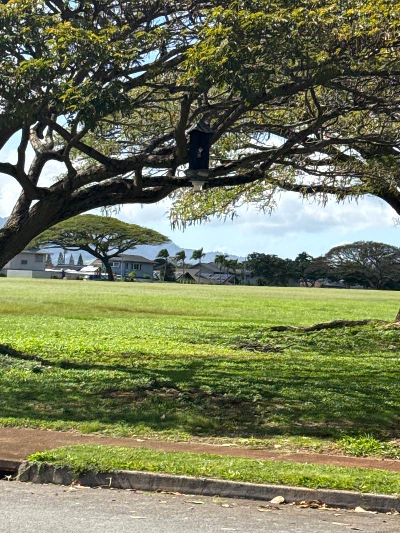 walking near me in Mililani Town Center Neighborhood Park in spring
