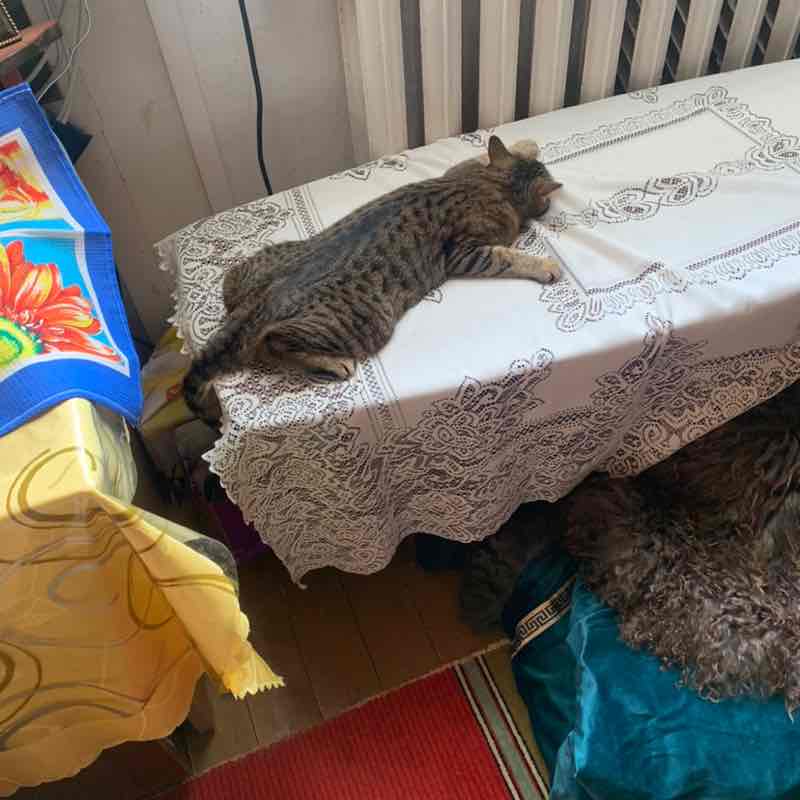 Виталий 🐯 post 3