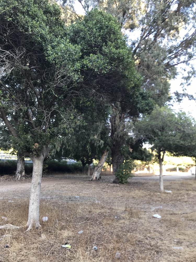 walking near me in Horsh Beirut in autumn