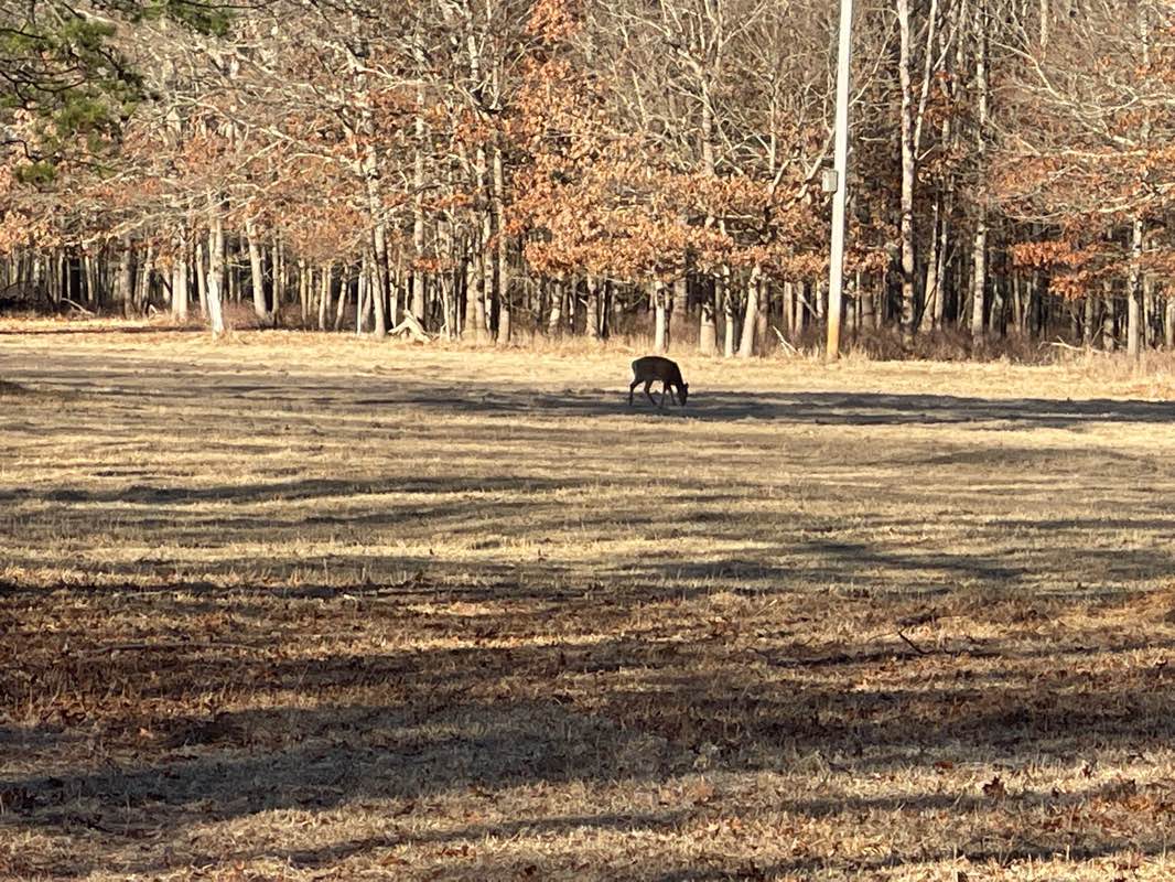 walking near me in Connetquot River State Park Preserve in winter