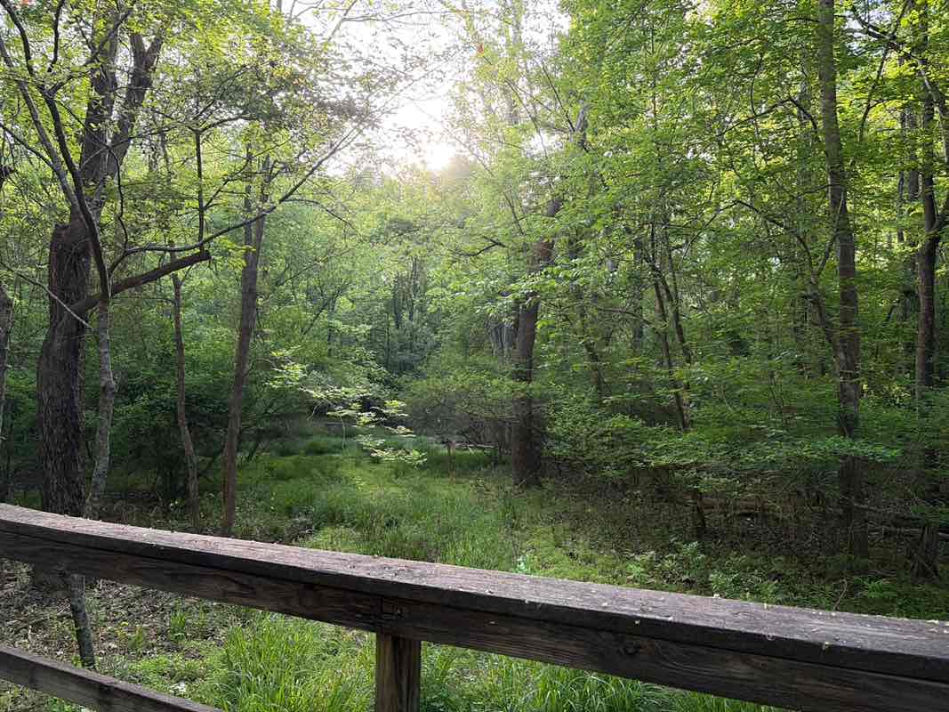 walking near me in Gibson Park in spring