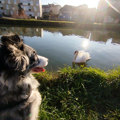 Tous en ballade avc nos Animaux! 🌷Aurél'i & Callie 🐾 post image