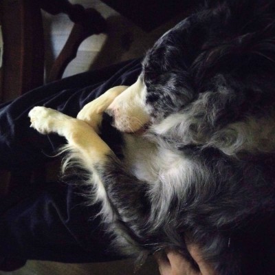 Borders Collies en ballades. 🌷Aurél'i & Callie 🐾 post image